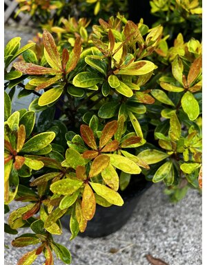 CLEYERA, 'HUNNY BUN' 3G