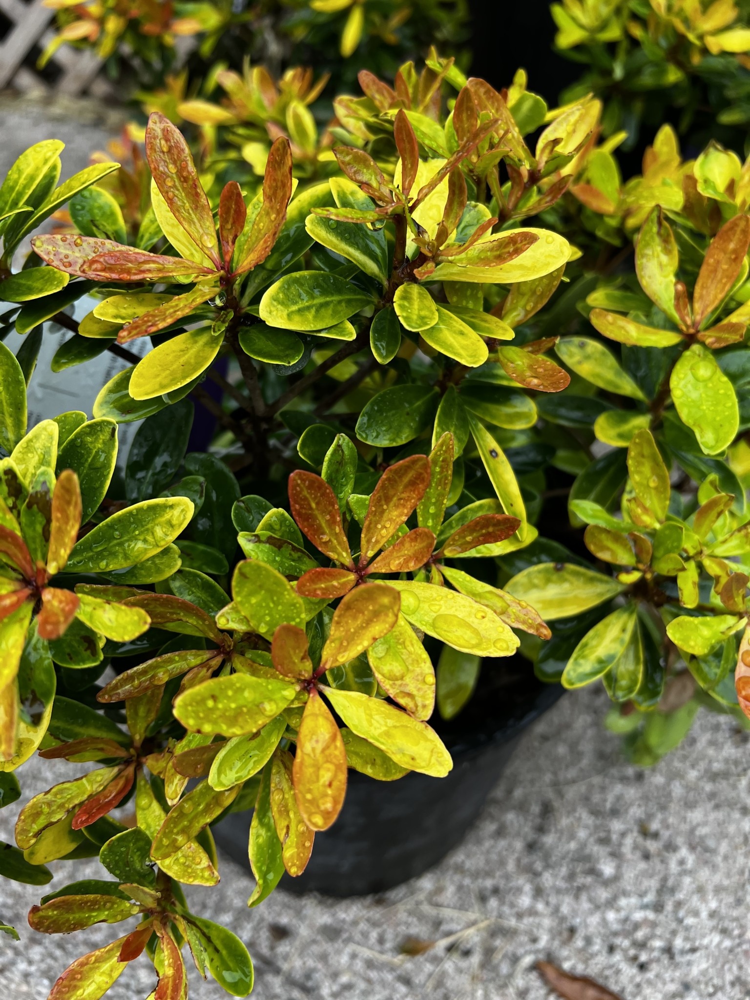 'HUNNY BUN'™ CLEYERA, 3 GALLON