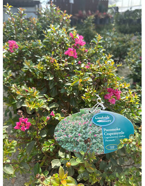 CRAPE MYRTLE, 'POCOMOKE', 3G