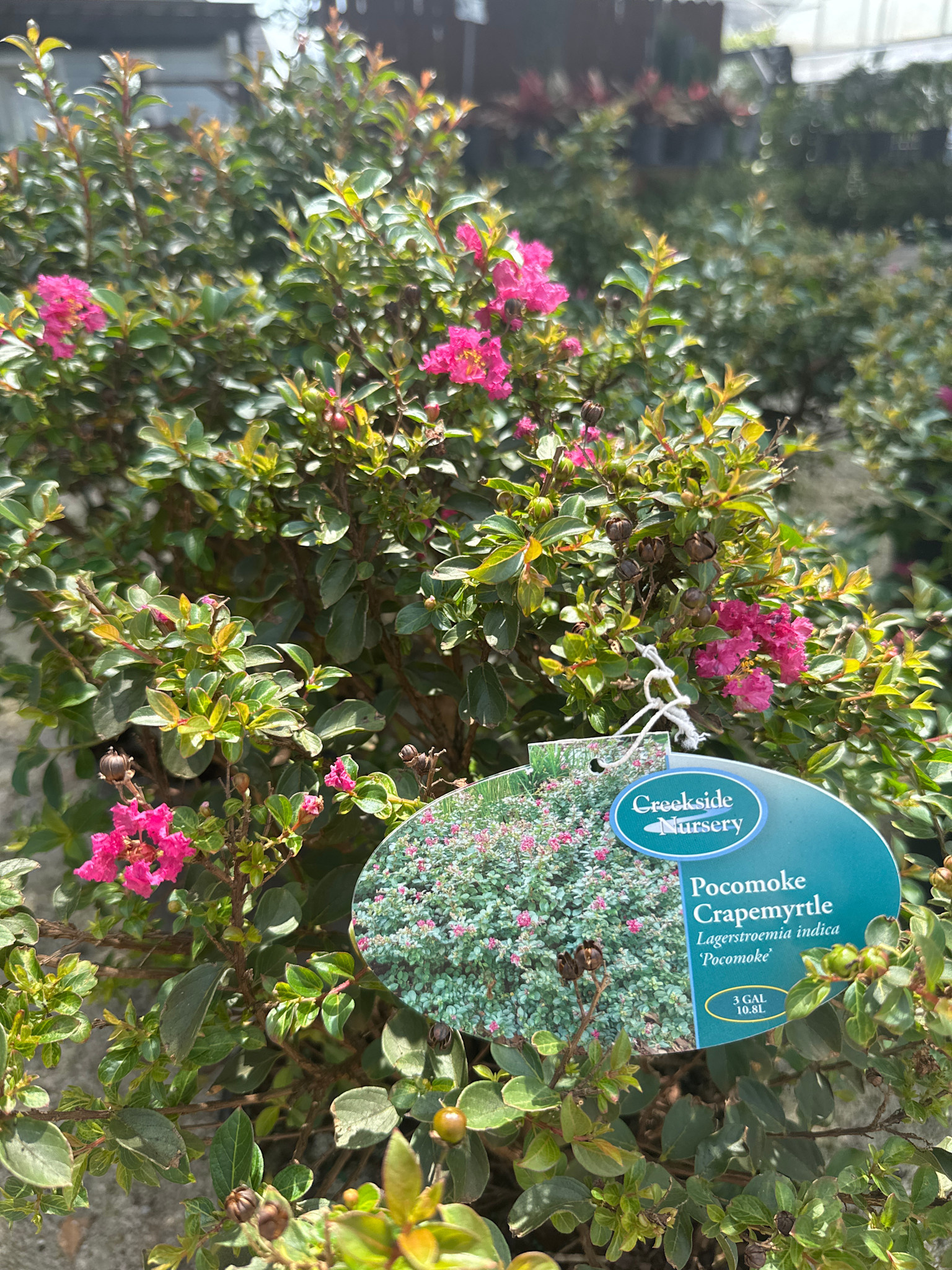 'POKOMOKE' DWARF CRAPE MYRTLE, 3 GALLON