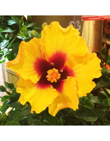 HIBISCUS, TROPICAL, 'RICO SUAVE HOLLYWOOD', 2G