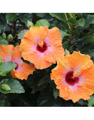 HIBISCUS, TROPICAL, 'HEARTTHROB HOLLYWOOD', 3G