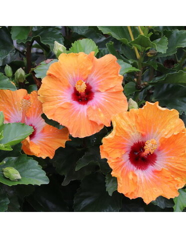 HIBISCUS, TROPICAL, 'HEARTTHROB HOLLYWOOD', 3G