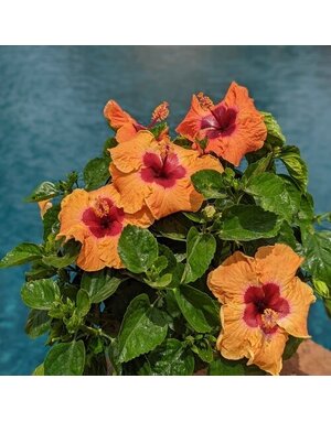 HIBISCUS, TROPICAL, 'DISCO DIVA HOLLYWOOD', 3G