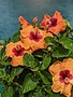 HIBISCUS, TROPICAL, 'DISCO DIVA HOLLYWOOD', 3G*