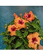 DISCO DIVA HOLLYWOOD TROPICAL HIBISCUS, 3 GALLON