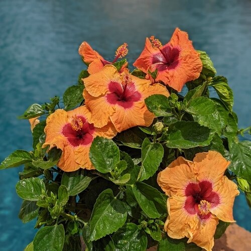 DISCO DIVA HOLLYWOOD TROPICAL HIBISCUS, 3 GALLON