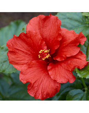 HIBISCUS, TROPICAL, 'FIRST TO ARRIVE HOLLYWOOD,', 3G