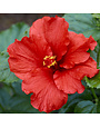 FIRST TO ARRIVE HOLLYWOOD TROPICAL HIBISCUS 3 GALLON