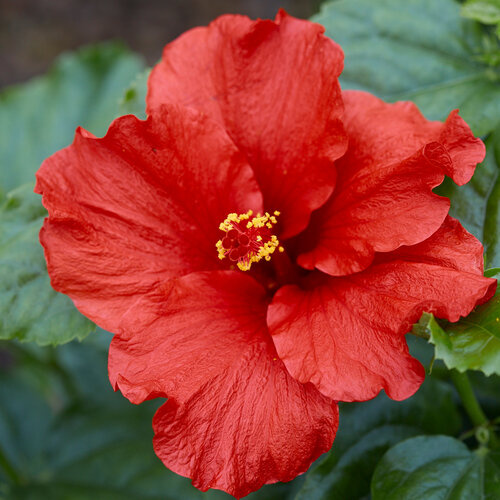 FIRST TO ARRIVE HOLLYWOOD TROPICAL HIBISCUS 3 GALLON