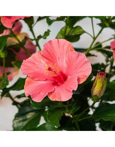 HIBISCUS, TROPICAL, 'FIRST LADY, HOLLYWOOD', 2G