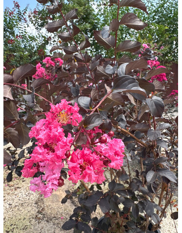 CRAPE MYRTLE, 'BLACK DIAMOND, 'SHELL PINK', 5G