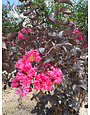 'BLACK DIAMOND SHELL PINK' CRAPE MYRTLE, 5 GALLON