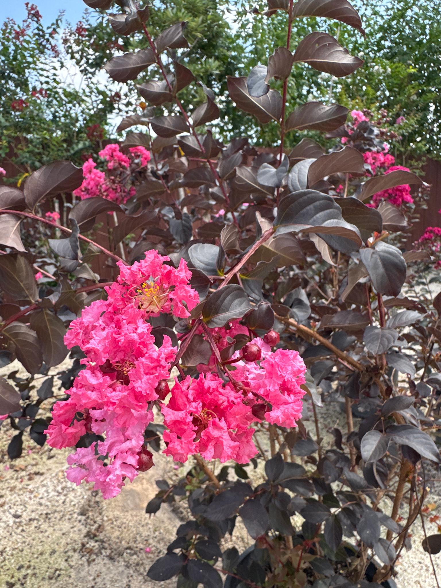 CRAPE MYRTLE, 'BLACK DIAMOND, 'SHELL PINK', 5G