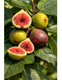 ISCHIA FIG TREE, 3 GALLON