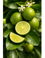 MEXICAN LIME, (BYUSH FORM), 3 GALLON