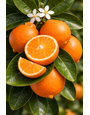 MINNEOLA TANGELO TREE, 3 GALLON