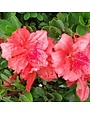 FASHION AZALEA PLANT, 7 GALLON