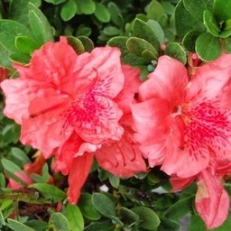 FASHION AZALEA PLANT, 7 GALLON