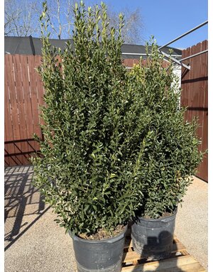 HOLLY, 'EMERALD COLONNADE', 15G