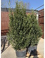 EMERALD COLONNADE HOLLY SHRUB, 15 GALLON