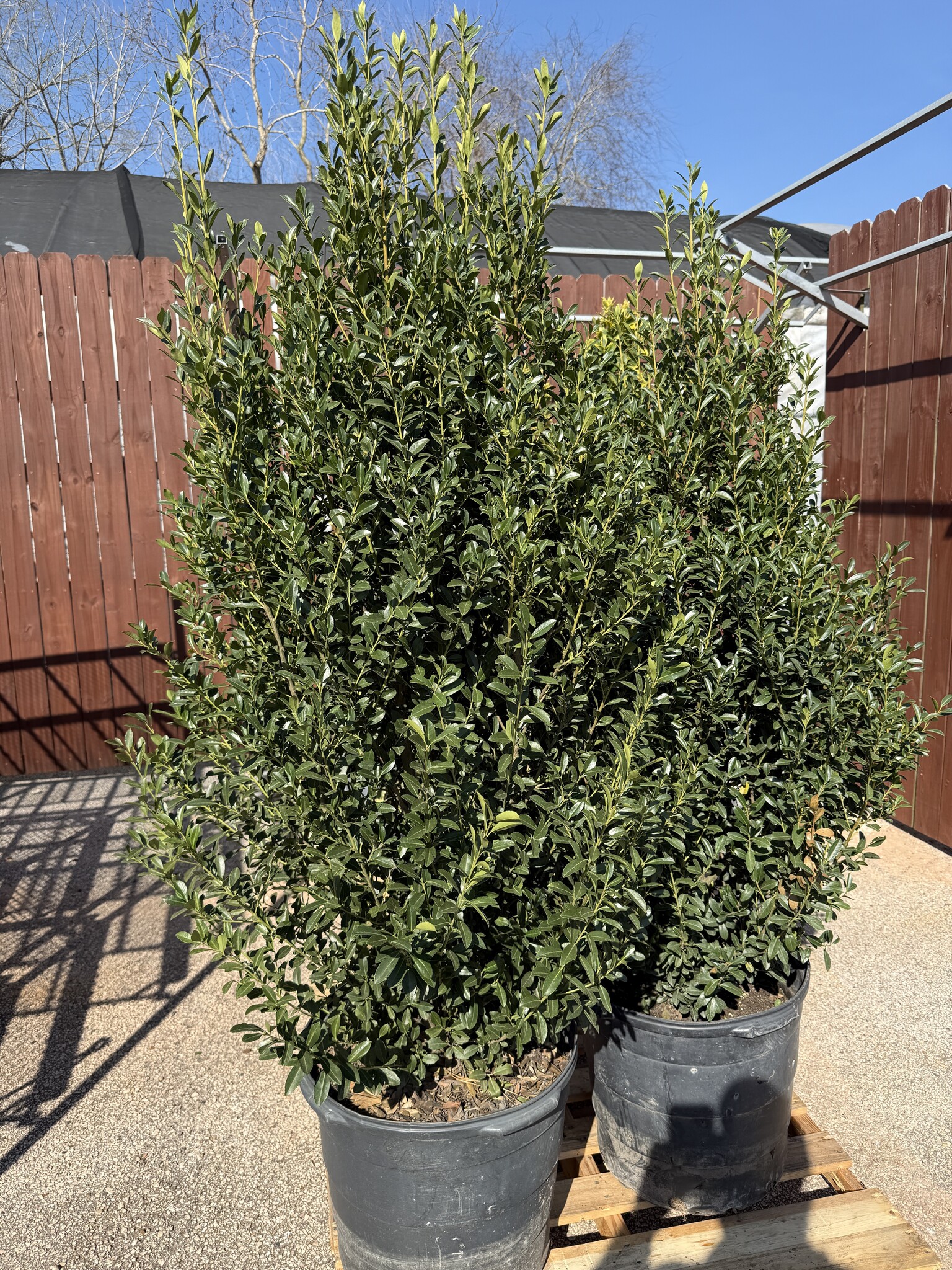 EMERALD COLONNADE HOLLY SHRUB, 15 GALLON