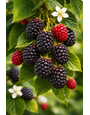 NATCHEZ BLACKBERRY PLANT, 3 GALLON