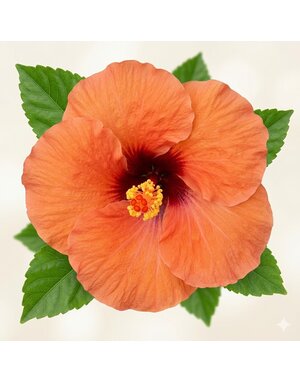 HIBISCUS, TROPICAL, 'ROCK STAR HOLLYWOOD', 3G