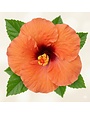 ROCK STAR HOLLYWOOD TROPICAL HIBISCUS, 3 GALLON
