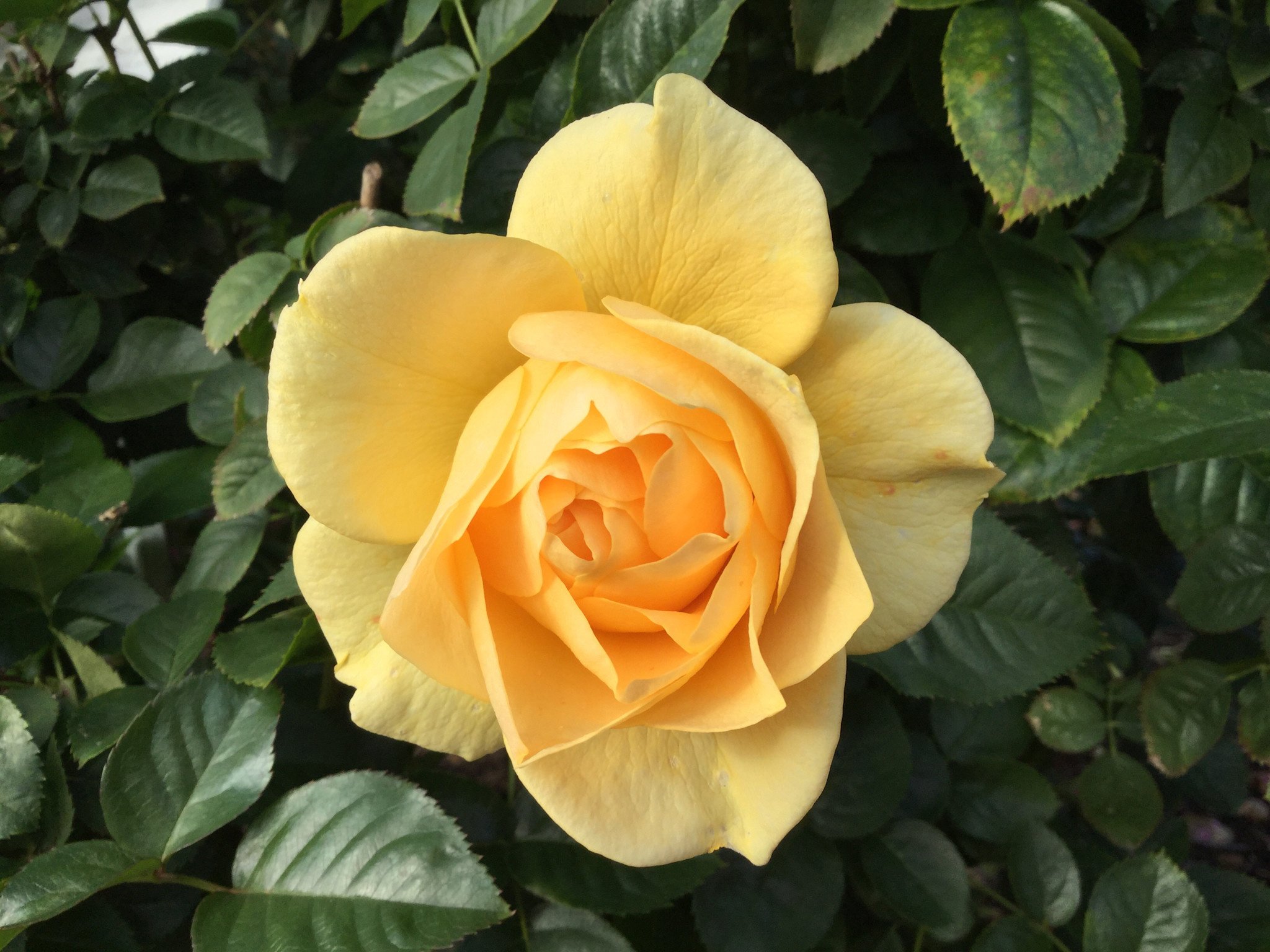 ROSE, 'JULIA CHILD', 2G