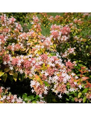 ABELIA, 'PEACH PERFECTION' 3G*