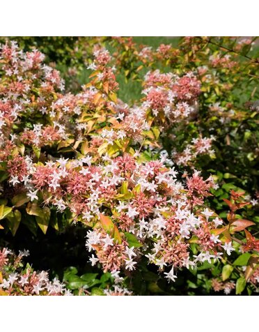 ABELIA, 'PEACH PERFECTION' 3G*