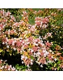 PEACH PERFECTION ABELIA PLANT, 3 GALLON