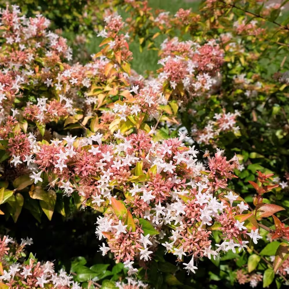 PEACH PERFECTION ABELIA PLANT, 3 GALLON