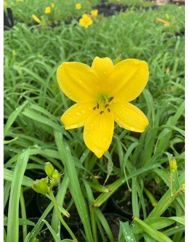 DAYLILY, 'YANGTZE', 1G*