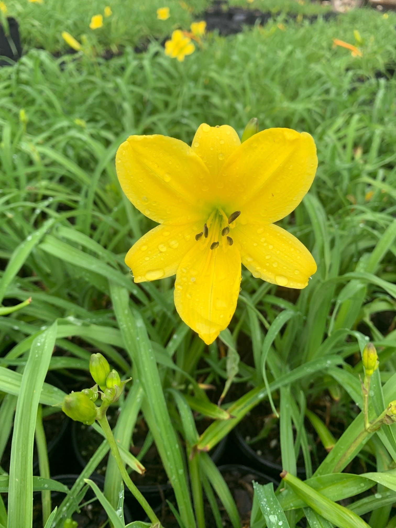 'YANGTZE' DAYLILY PLANT, 1 GALLON