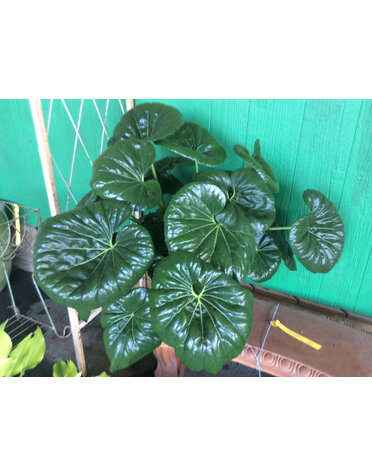 FARFUGIUM, 'LIGULARIA GIGANTEA', 1G*