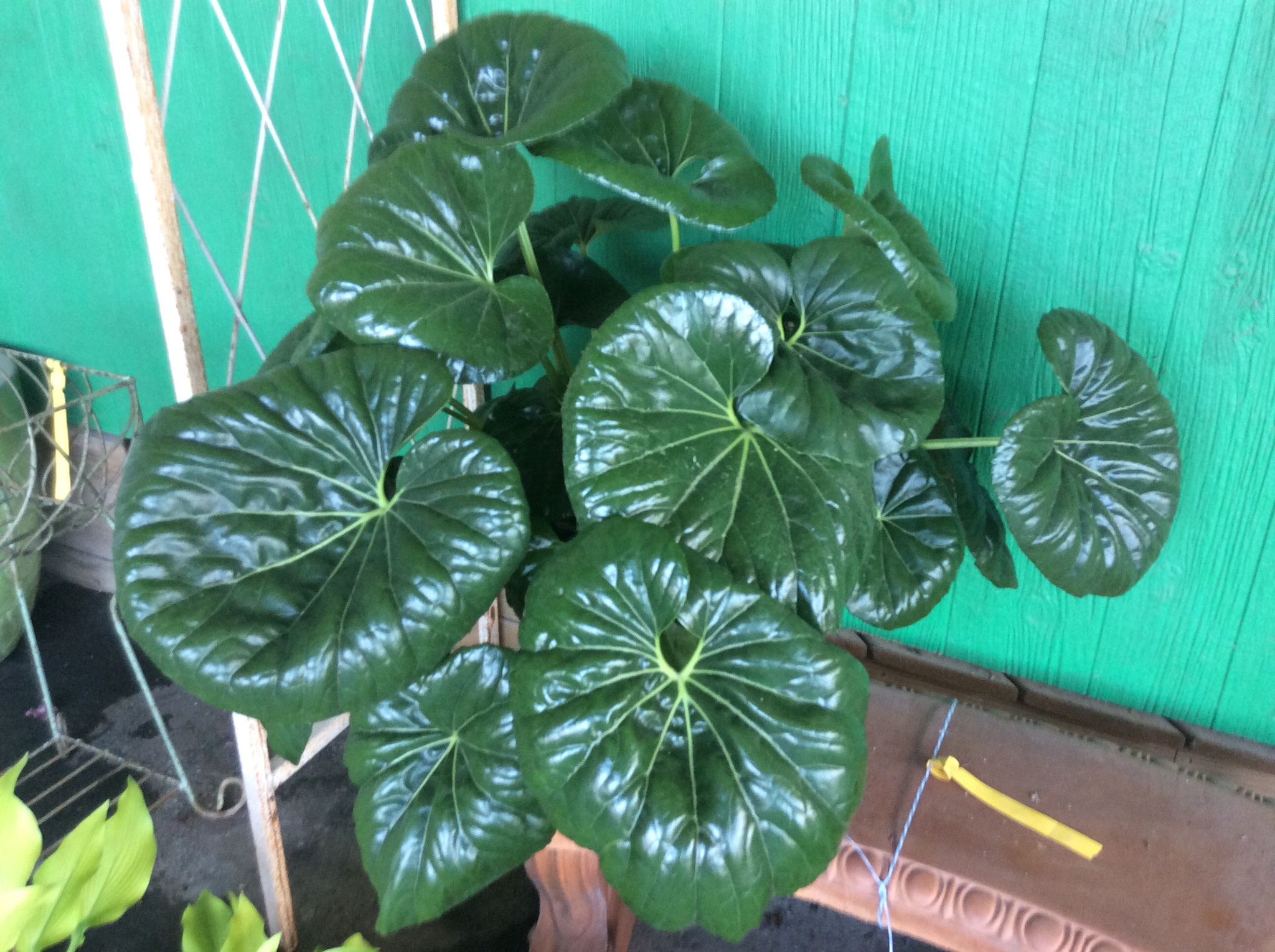 'LIGULARIA GIGANTEA' FARFUGIUM PLANT, 1 GALLON