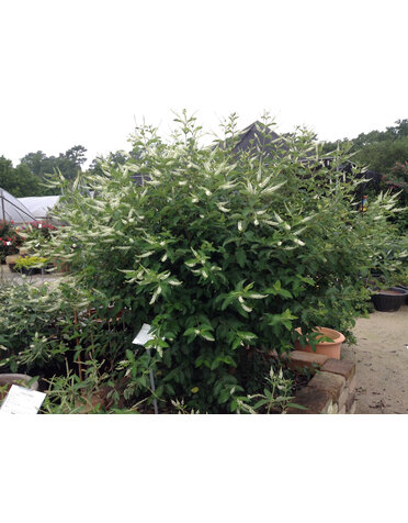 SWEET ALMOND VERBENA, 15G*