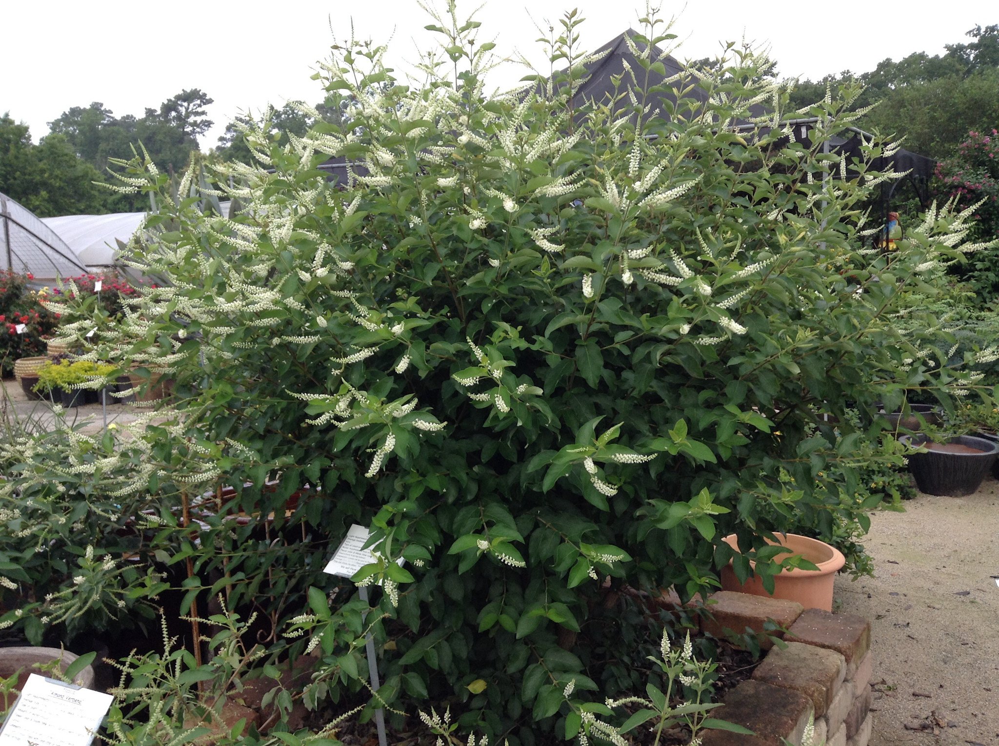 SWEET ALMOND VERBENA PLANT, 15 GALLON