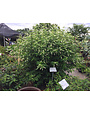 SWEET ALMOND VERBENA PLANT, 15 GALLON