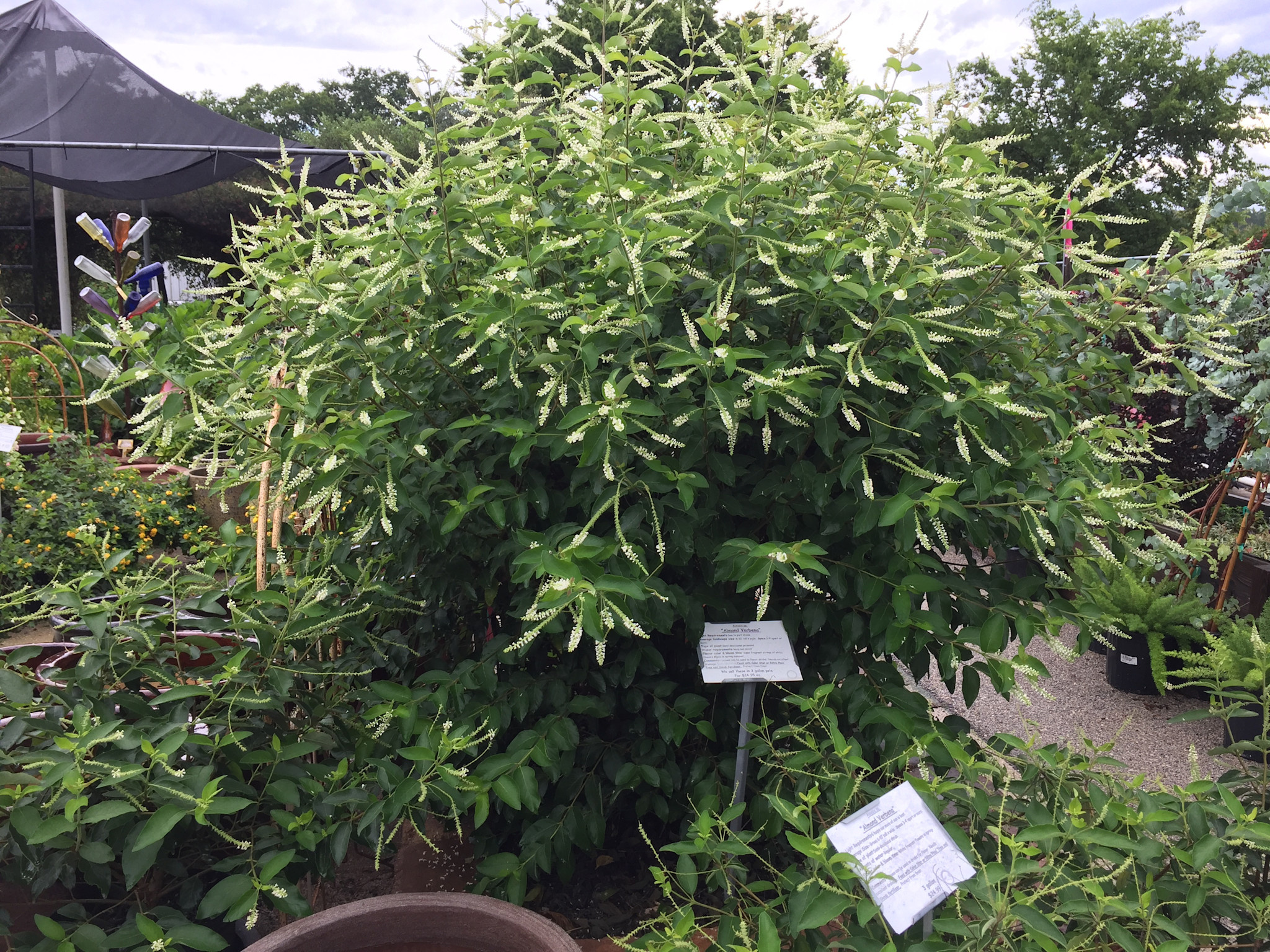 SWEET ALMOND VERBENA PLANT, 15 GALLON