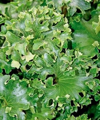 'SHISHI BOTAN' LIGULARIA PLANT, 1 GALLON