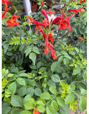 TECOMA, 'CAPE TOWN RED', 3G*