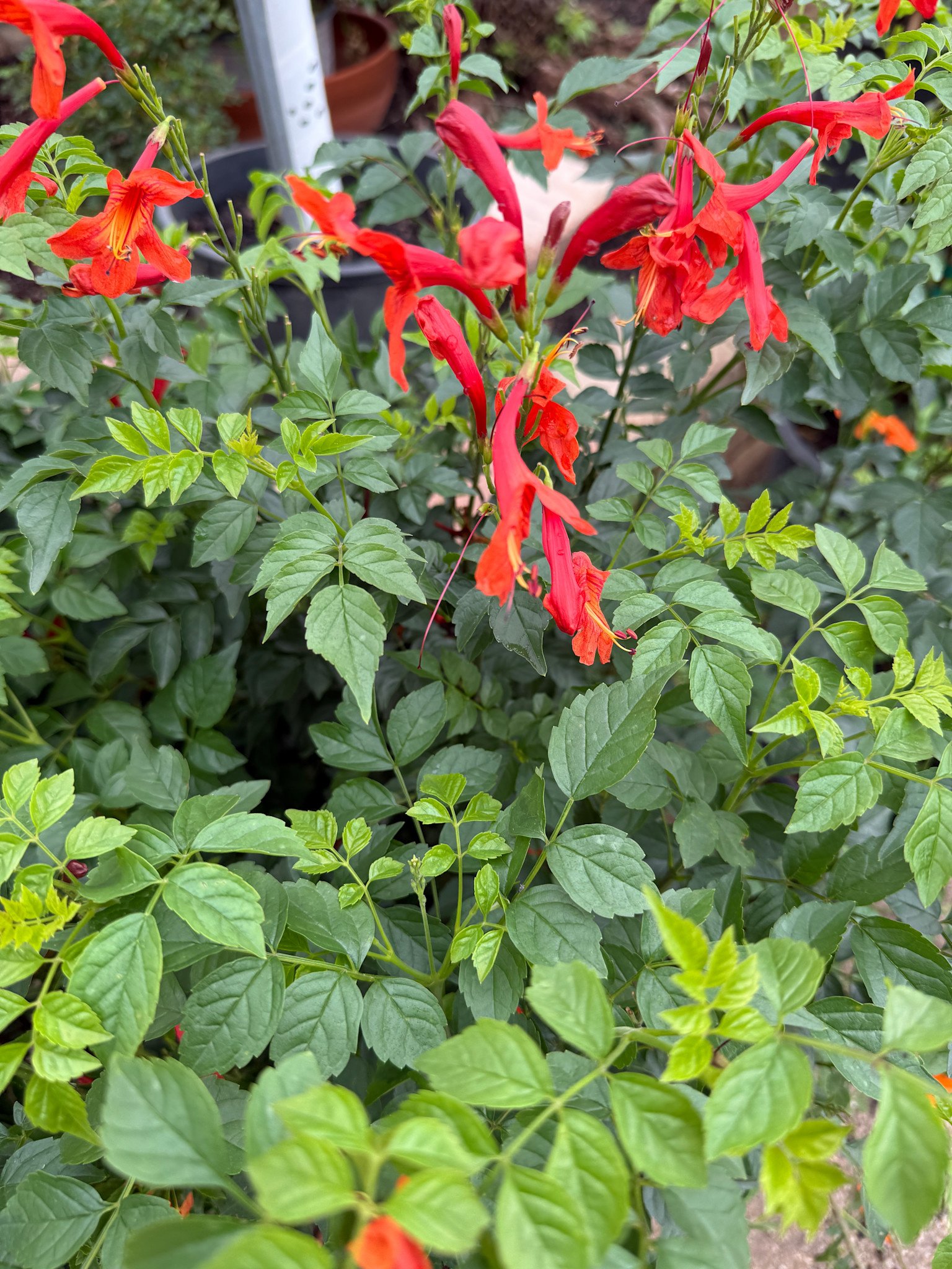 'CAPE TOWN RED' TECOMA PLANT, 3 GALLON