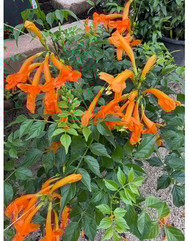 TECOMA, 'CAPE TOWN ORANGE', 3G*