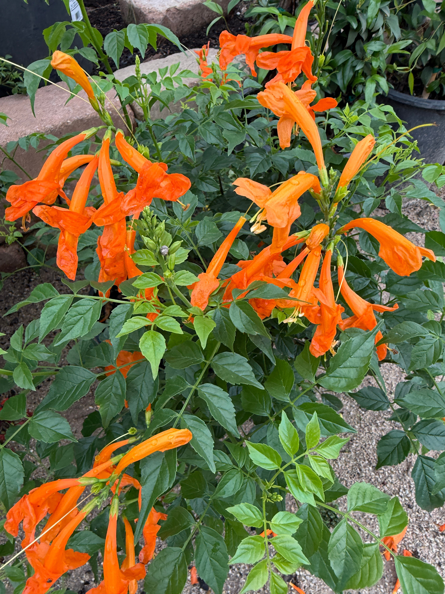 'CAPE TOWN ORANGE' TECOMA PLANT, 3 GALLON