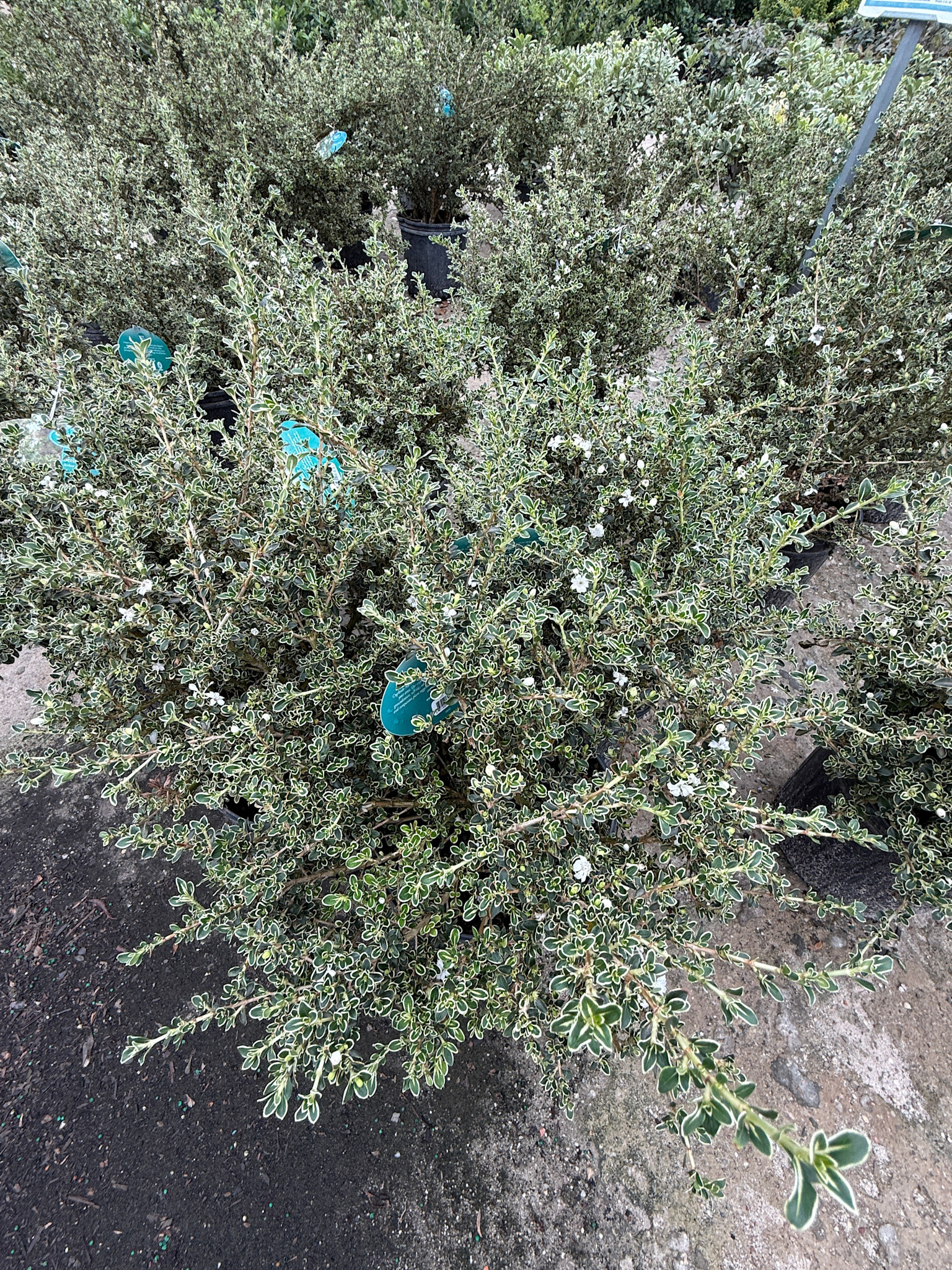 'TOKYO' SERISSA PLANT, 3 GALLON