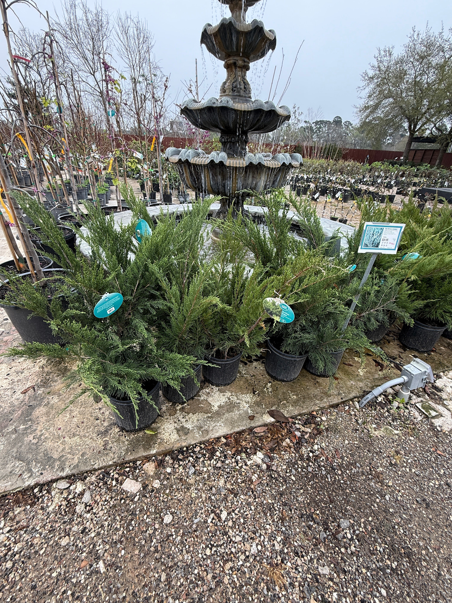 'SEA GREEN' JUNIPER, 3 GALLON