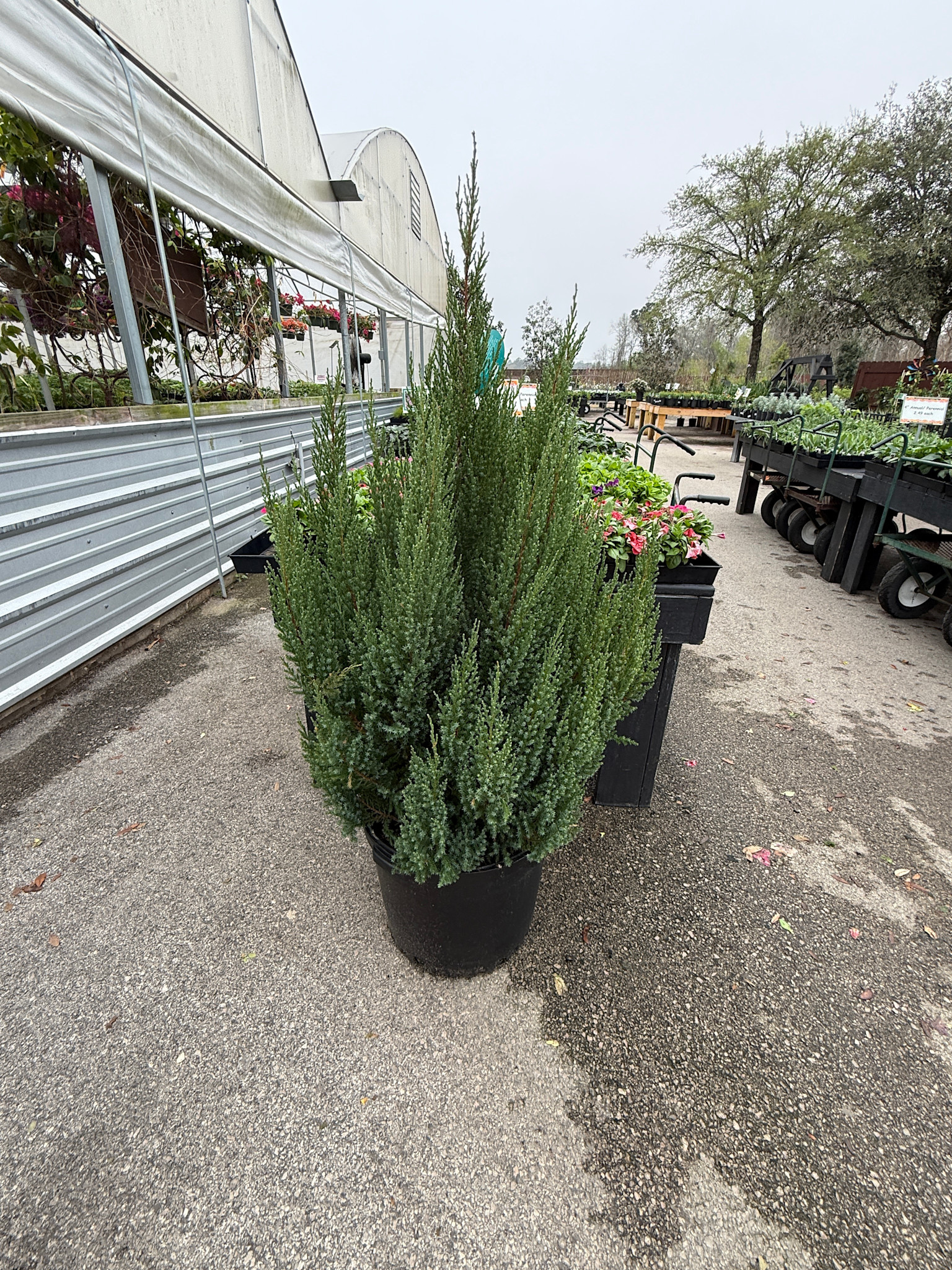 'BLUE POINT' JUNIPER, 15 GALLON